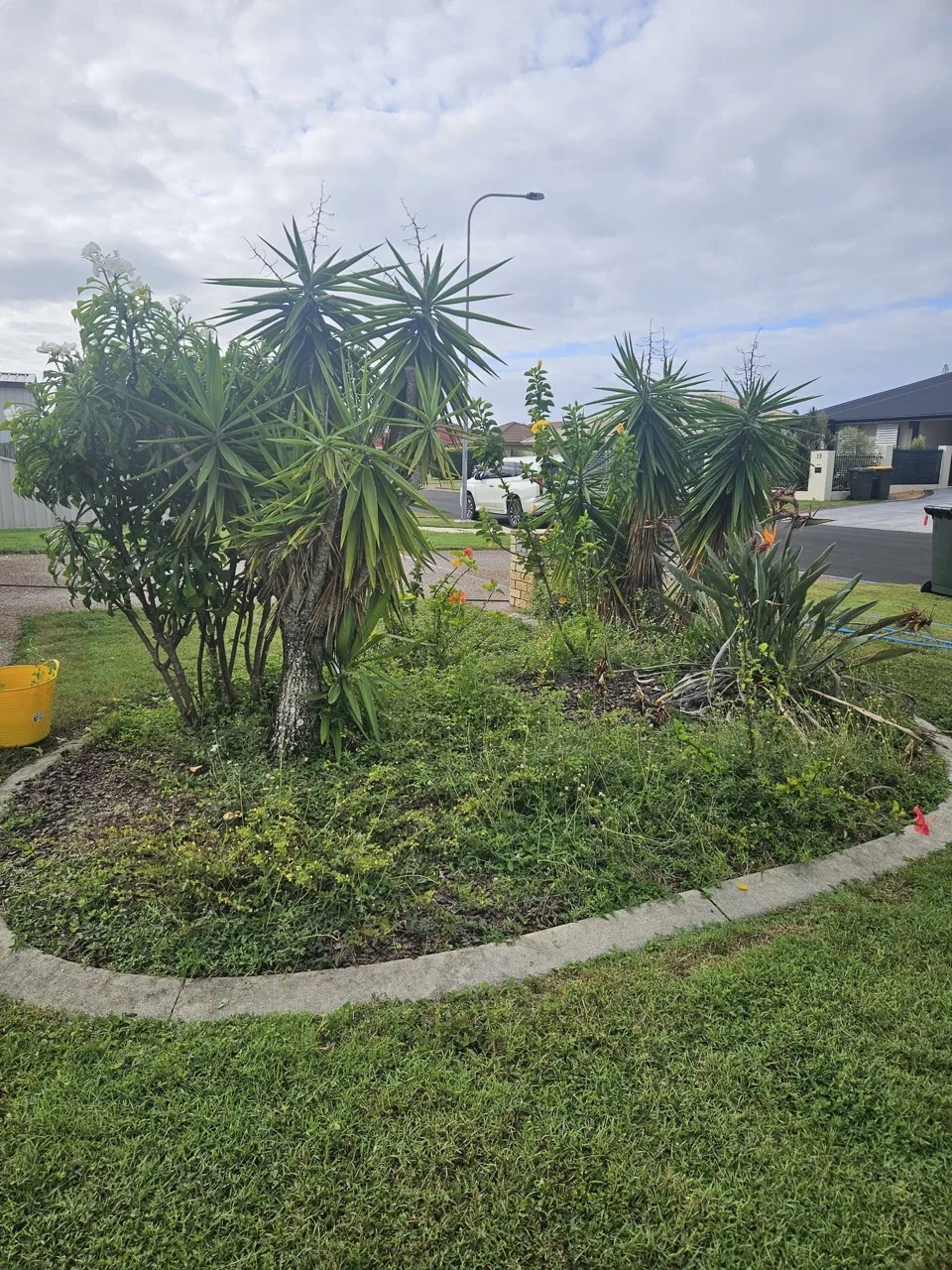Overgrown garden before a yard clean up